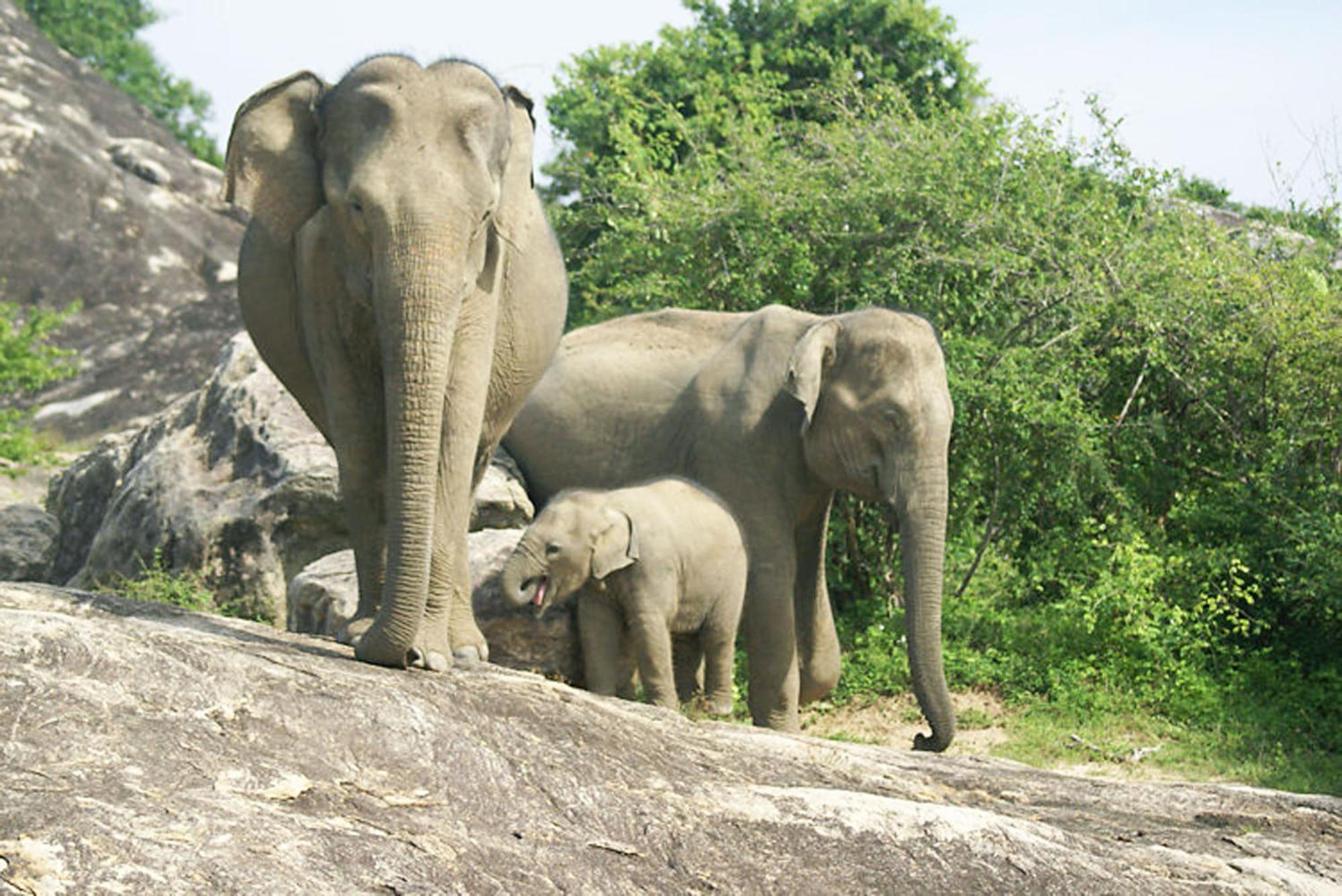 Wild Eagle Safari Resort Udawalawe Exterior photo